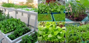 Mách nhỏ cách trồng rau trong chậu đủ ăn quanh năm không cần đi chợ rau của ông bố bà mẹ Việt