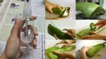 Hướng dẫn cách làm xịt khoáng nha đam giúp giúp dưỡng ẩm, chống nắng cho da