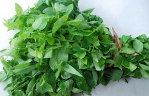 Công thức trị mụn bọc ai làm cũng mê từ lá rau ngót