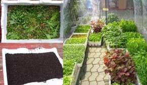 Hướng Dẫn Trồng Rau Tại Nhà Đơn Giản Bằng Thùng Xốp