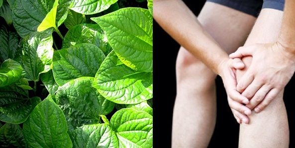 Chữa đau nhức xương khớp tại nhà đơn giản bằng lá lốt