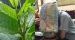 Da đen xì bẩm sinh cũng trắng không tì vết, mụn ẩn cỡ nào cũng tự trồi ra ngay sau lần đầu tiên xông mặt bằng lá này