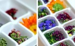 Để cho làn da đẹp lên, bạn nên thêm 1 bông hoa vào khay làm đá