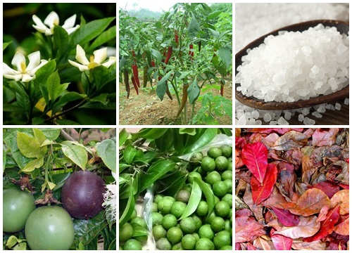 Cả đời không lo mua kem tẩy lông nữa sau khi dùng nước lá này, da dẻ trở nên căng mịn và trắng sáng