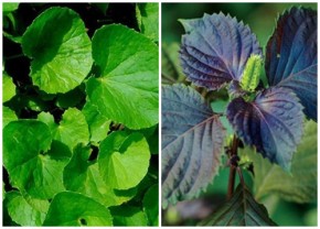 Xay lá tía tô rồi đắp lên, mụn thịt biến mất chỉ trong 2 tuần