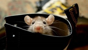 Năm 2017, 5 con giáp này vương giả, tiền vào như nước khiến ai cũng "đỏ" mắt hờn ghen!