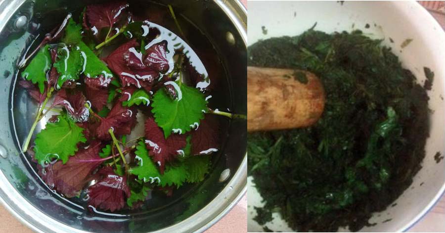 Sau khi biết những công dụng này, bạn sẽ trồng cây tía tô ngay trong nhà