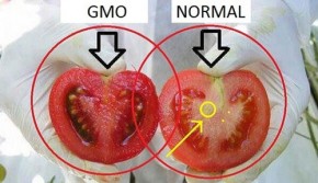 Chỉ bạn cách phân biệt chính xác cà chua thường và cà chua biến đổi gen, biết cũng đâu có thừa