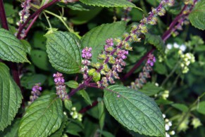 Vợ cho chồng ăn rau này, khỏi cần mua Viagra cũng hừng hực cả đêm