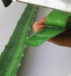 Bạn "đừng" xoa nha đam lên tóc nếu không sẽ bị nghiện công dụng của nó đấy