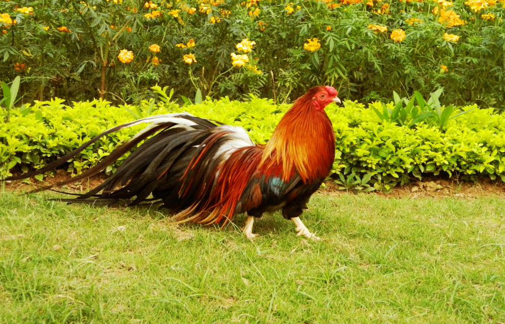 DUYÊN kinh doanh nở rộ, 4 nàng giáp này chắc chắn trở thành bà chủ giàu ú ụ năm 2017