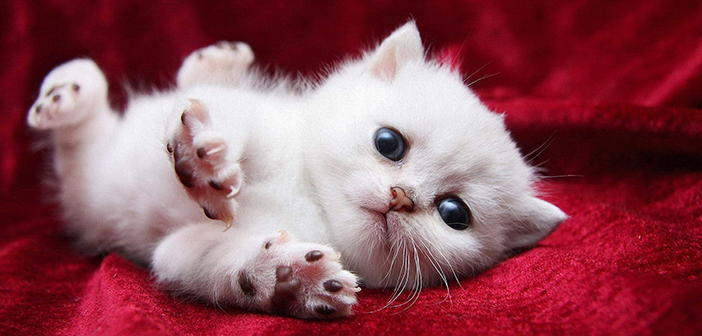 TOP 3 con giáp đã GIÀU LẠI HAY GẶP MAY nhất trong năm 2017