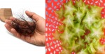 Rụng tóc kinh niên và gầu mãn tính cũng phải khỏi ngay lập tức chỉ với 1 quả khế chua vô cùng hiệu quả