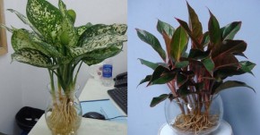 Khó đến mấy cũng nên tìm mua 3 loại cây này đặt lên bàn thờ, tài lộc may mắn kéo đến ùn ùn