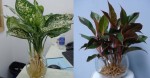 Khó đến mấy cũng nên tìm mua 3 loại cây này đặt lên bàn thờ, tài lộc may mắn kéo đến ùn ùn