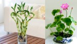 Năm mới rước 5 cây này về, đảm bảo TÀI LỘC tự “chui vào” nhà và Ở LẠI SUỐT NĂM