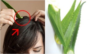 Xoa trực tiếp nha đam lên tóc chỉ 5 phút thôi, nhiều người đã làm và khen nức nở, vì sao?