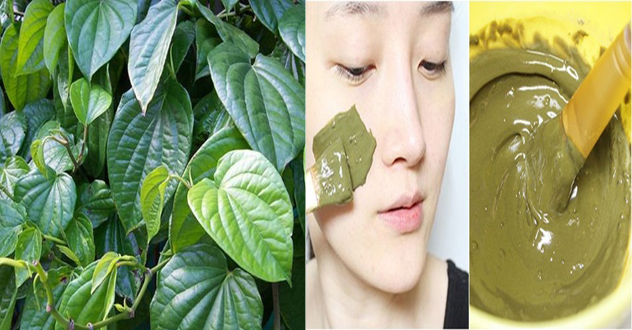Xay nhuyễn lá trầu không rồi đun sôi, đốm nâu, vết sạm đều mờ dần, da trắng mịn hẳn lên