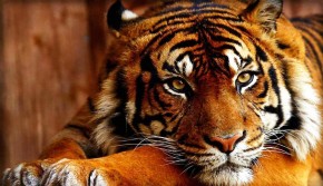 Ai thuộc tuổi Dần năm Đinh Dậu 2017: Đây là tất tần tật những điều cần lưu ý