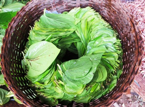 Các chị ạ! Em được mẹ chồng truyền bí kíp trị ngứa vùng kín, thu nhỏ cửa mình hết 90&permil; sau 1 ngày sử dụng hay lắm!