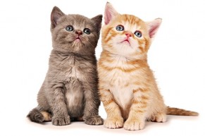 GHEN ĐỎ CON MẮT với 4 con giáp có cuộc sống VIÊN MÃN, HẠNH PHÚC, THANH TAO nhất này