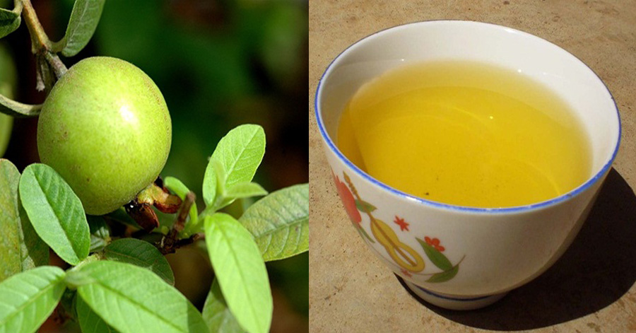 Vò nát nắm lá ổi rồi đun lấy nước, sâu răng đau nhức, viêm nướu, hôi miệng đều chữa hết