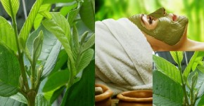 Cách trị mụn đầu đen bằng lá ổi mang lại hiệu quả và an toàn cho da