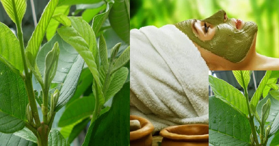 Cách trị mụn đầu đen bằng lá ổi mang lại hiệu quả và an toàn cho da
