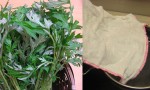 Loại bỏ vết sẹo lồi cứng đầu bằng công thức với nước rau quen thuộc ai cũng có thể làm được