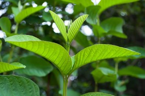 Lột sạch mụn cám, mụn đầu đen chỉ bằng nắm lá này xay nhuyễn