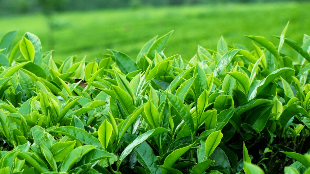 Bôi thứ này lên mặt mỗi sáng, bao nhiêu mụn to mấy cũng hết hẳn trong vài ngày