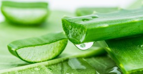 Mỗi ngày thoa 1 miếng nha đam đông lạnh lên mặt theo cách này, da căng mịn trẻ ra cả chục tuổi