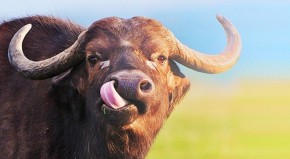 Vận may tới tấp, top 3 con giáp này MỞ CỬA là LỘC vào nhà, giàu có nhất nửa cuối năm 2017