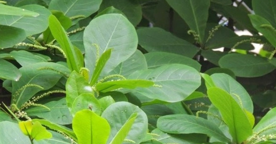 Ngậm thứ này trước khi đi ngủ, cao răng bật ra từng mảng, răng miệng lúc nào cũng thơm tho