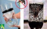 Hướng dẫn làm bẫy bắt hàng ngàn con muỗi siêu hiệu quả