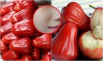 Ăn 2-3 quả roi liên tục trong 1 tuần, mỡ bụng xồ xề giảm ngay lập tức, da căng mịn trắng sáng mà không cần dùng kem