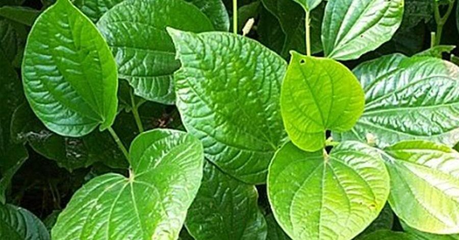 Da thâm nám, đốm đen bỗng trắng mịn không tì vết nhờ xay nhuyễn thứ lá này rồi thoa lên mặt tuần 3 lần