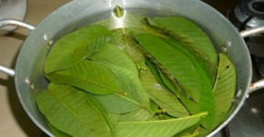 Dù hôi nách, hôi miệng cũng hết vĩnh viễn sau một lần sử dụng lá ổi