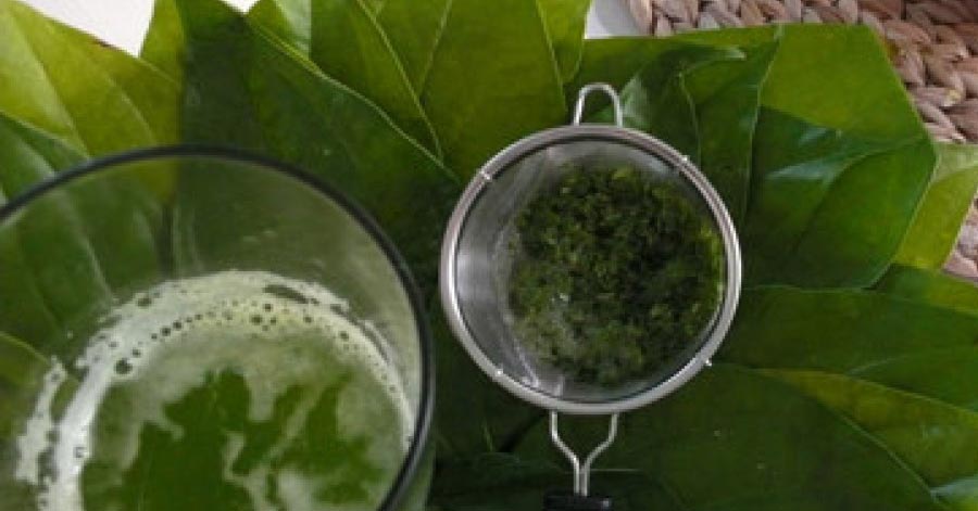 Xay nhuyễn lá trầu không rồi đun sôi, da trắng sáng hết nám chỉ cần áp dụng vài lần