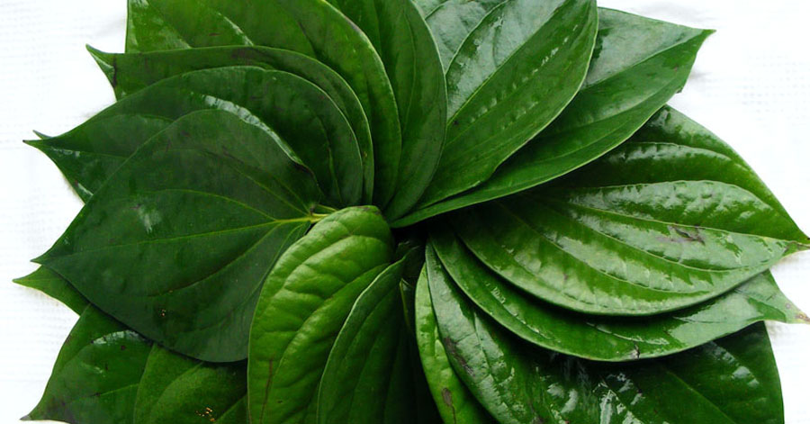 Điều trị nám da bằng lá trầu không, bạn đã thử chưa?