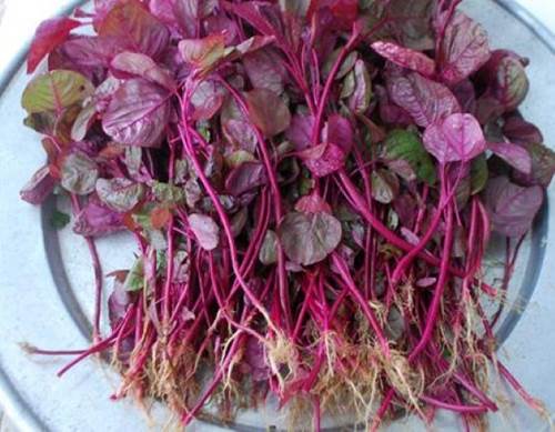 Luộc rau dền ăn mà không biết cách lấy nước của chúng để tắm trắng cho da bật 2 tông mịn màng