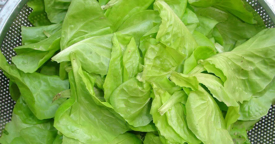 Tự chế sữa rửa mặt từ rau xà lách cho làn da sáng mịn, vừa đơn giản lại tiết kiệm