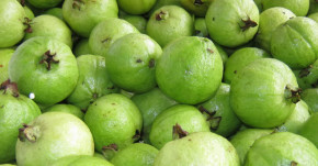 Giảm cân bằng cách ăn ổi trong 1 tuần mà không sợ đau dạ dày hay mất ngủ