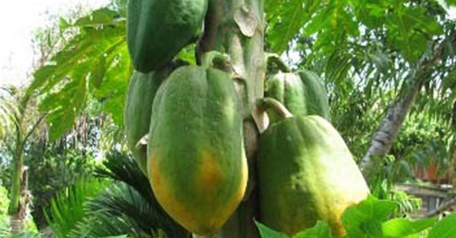 Bí quyết trị nám sắc tố hiệu quả bất ngờ bạn nên thử ngay