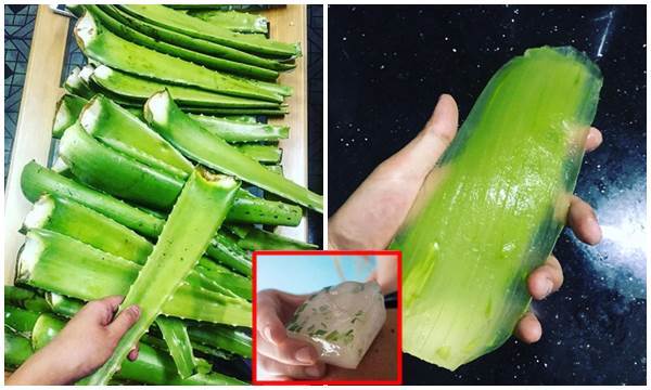 Cho lá nha đam vào tủ lạnh làm đông đá, mỗi tối lấy ra massage 5 phút, điều kì diệu sẽ xảy ra ngay sau đó