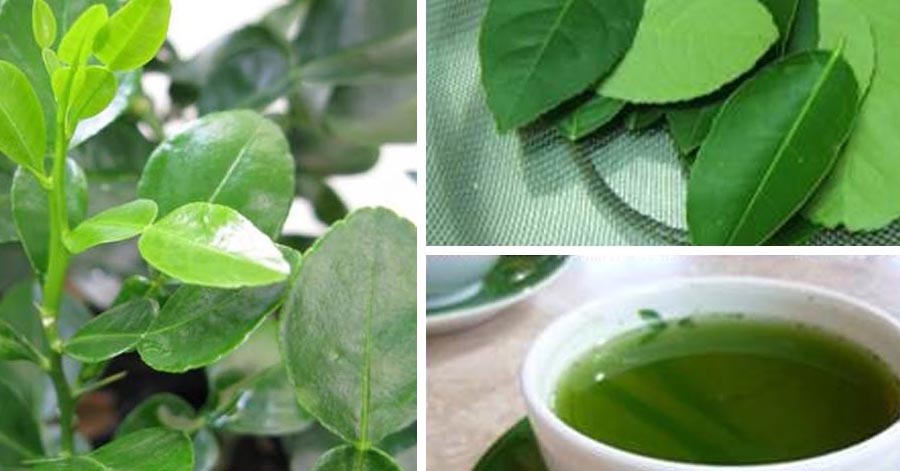 Nước lá chanh đun đặc: Phương pháp trị sâu răng, viêm lợi thậm chí là hôi miệng cực kỳ hiệu quả