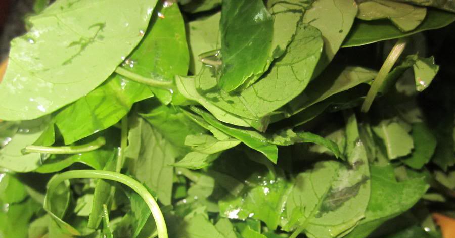 Lông nách, tay và chân tự rụng không còn 1 cọng nhờ lá trầu không