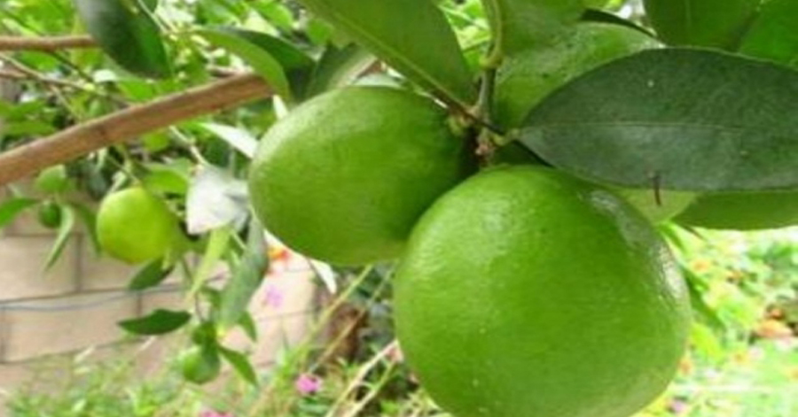 Làm đẹp da bằng một quả chanh, bạn sẽ nhận thấy hiệu quả bất ngờ