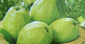 7 ngày ăn ổi cách này, bạn sẽ giật mình hoảng hốt về kết quả ngay sau đó