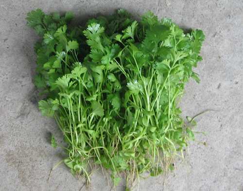 Đầu tuần chi chít vết nám, cuối tuần da dẻ bỗng căng láng mịn hơn cả em bé chỉ nhờ bôi thứ nước lá này